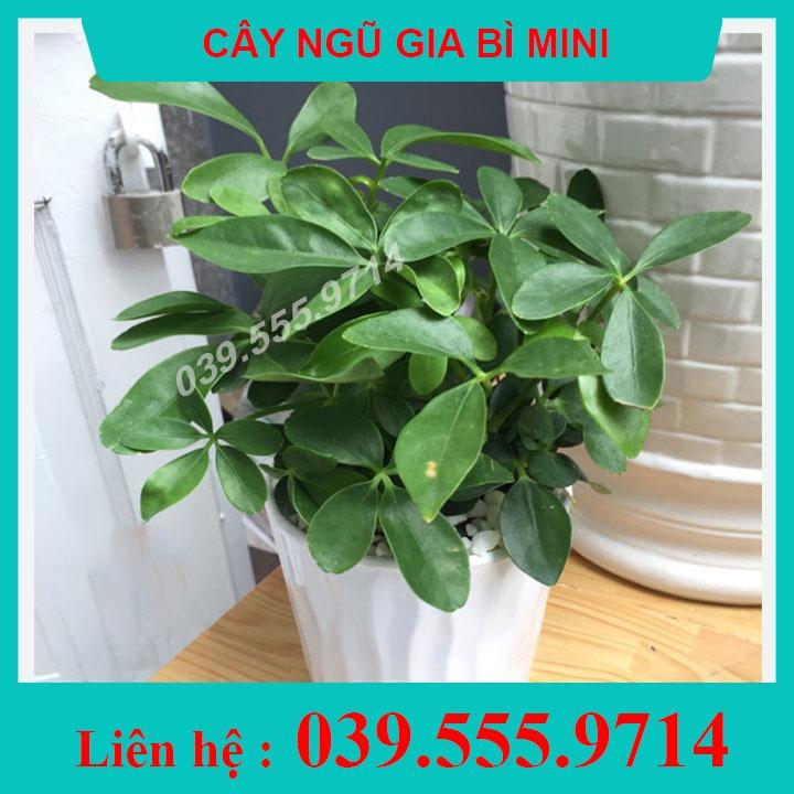 Cây Để Bàn Ngũ Gia Bì Trồng Chậu Nhựa - Cây đuổi muỗi, cây phong thủy