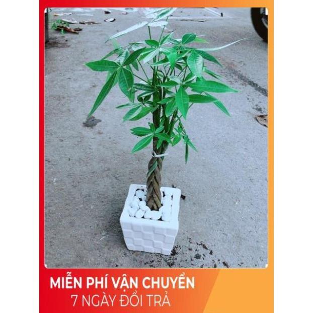 Chậu Kim Ngân Thắt Bính