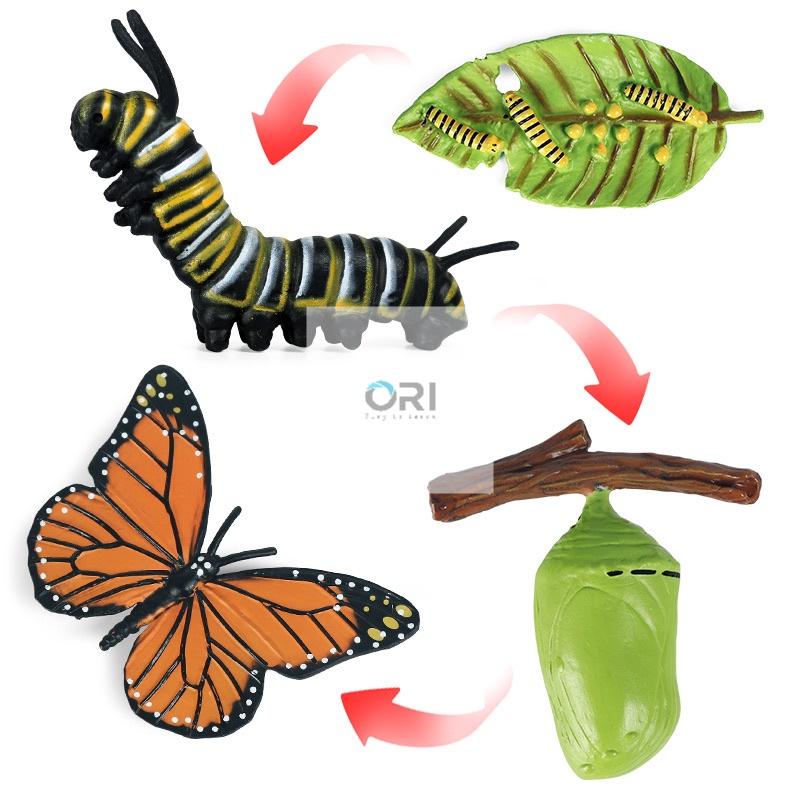 - Mô hình vòng đời của Bướm - Học liệu Montessori - Butterfly life cycle