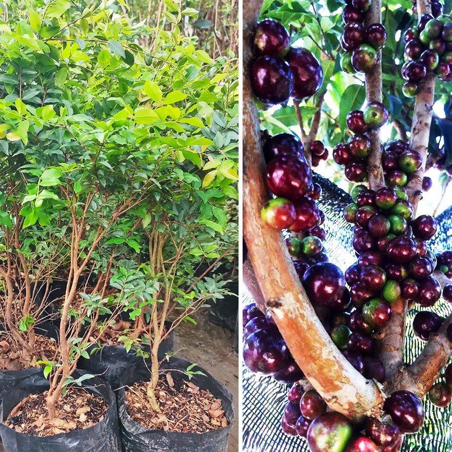 Cây giống nho thân gỗ Tứ Qúy