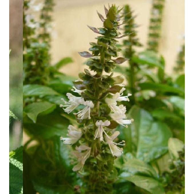 Hạt Giống Hạt Chia - Mỹ  CT505 - Gói 1000 hạt