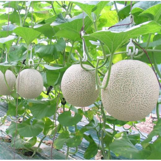 Hạt giống dưa lưới xanh siêu ngọt