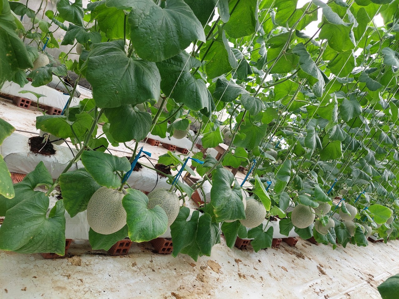 Dưa lưới đạm cá - 1 quả 1,2 kg - 1,4 kg