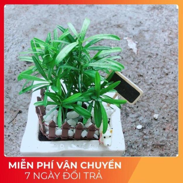 Chậu Tùng Vạn Niên