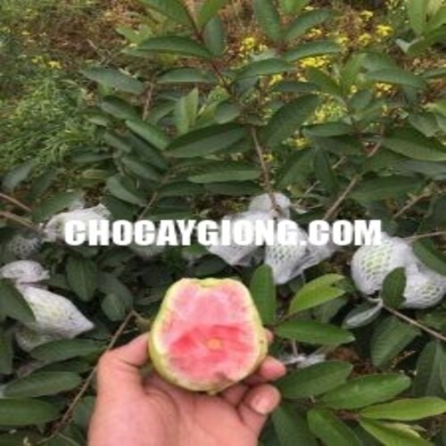 Cây Ổi Ruby