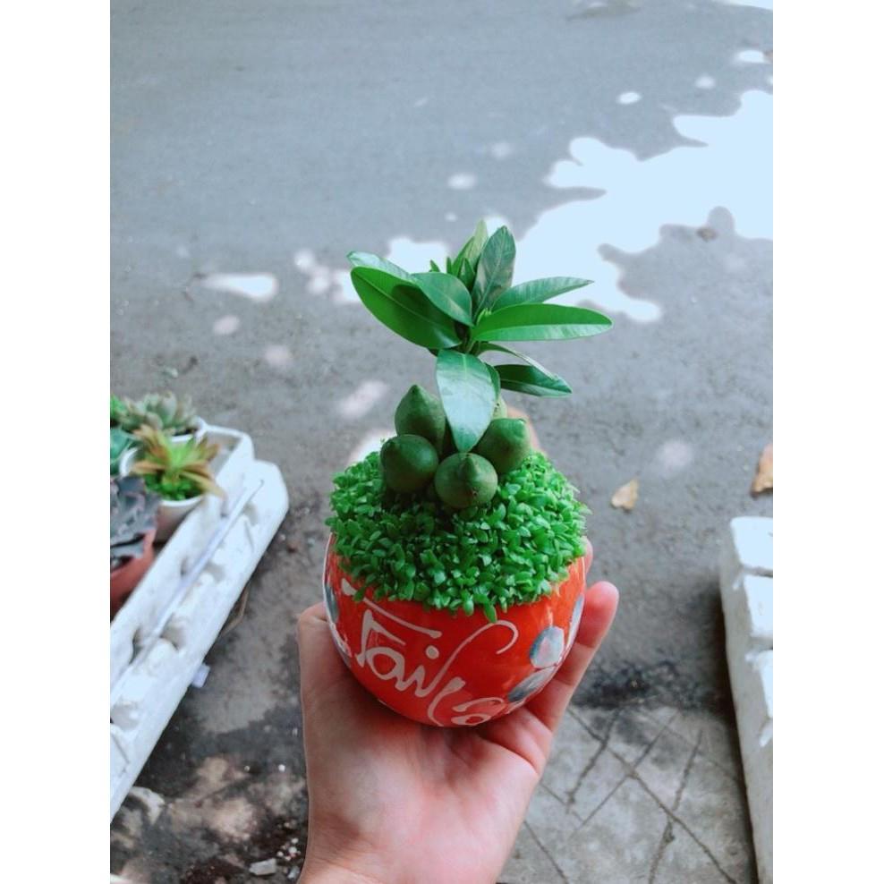 Chậu Cây May Mắn Tài Lộc Bán Chạy