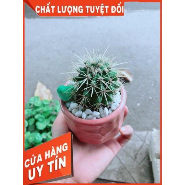 Chậu Xương Rồng Kim Hổ