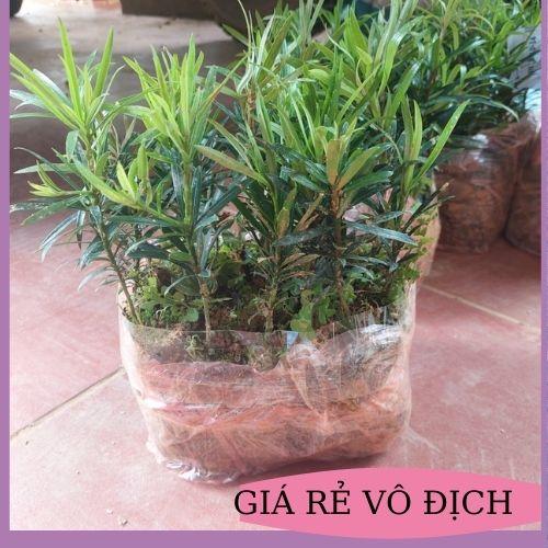 CÂY TÙNG LA HÁN GIỐNG TÙNG VẠN NIÊN CÂY CAO 10-15CM TẠO DÁNG BONSAI