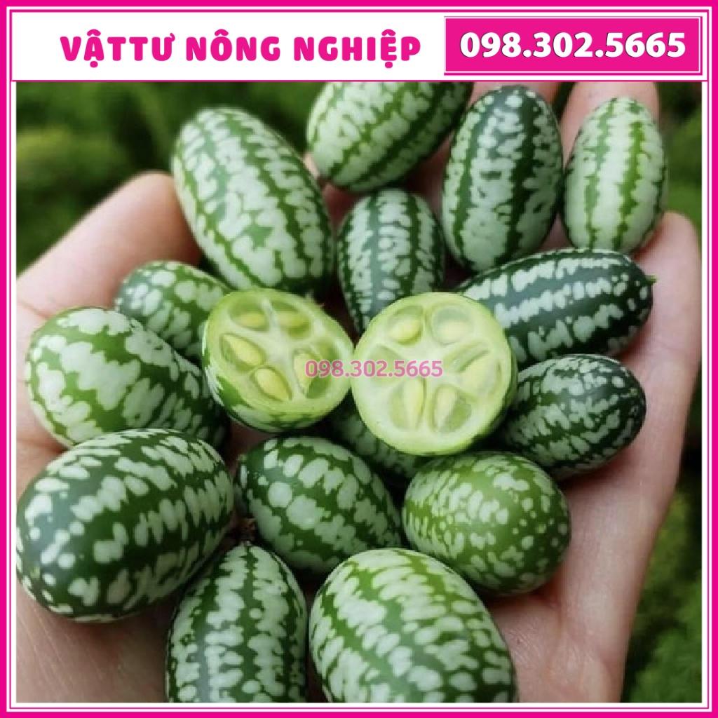 20 Hạt giống dưa hấu mini tí hon F1 siêu trái nhanh ra quả, chống chịu tốt