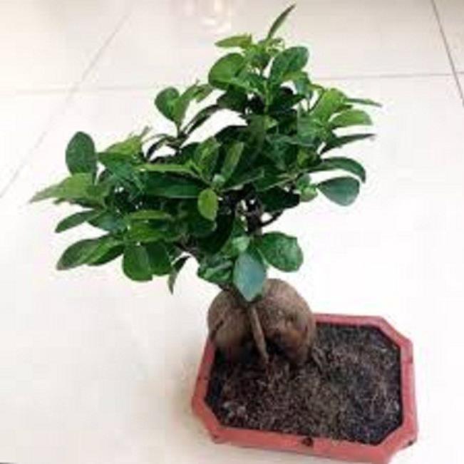 Cây sanh lùn nhật bonsai mini