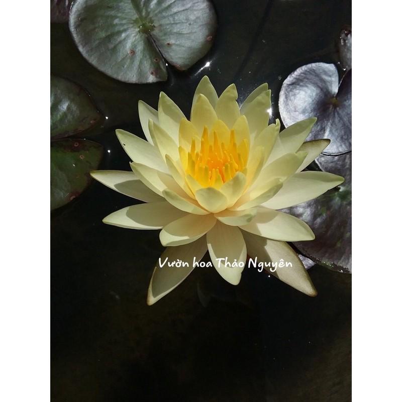 Hoa súng giống màu vàng trắng Đ-03