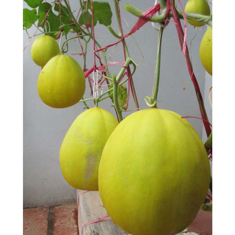 Hạt Giống Dưa Lê Kim Cô Siêu Ngọt -