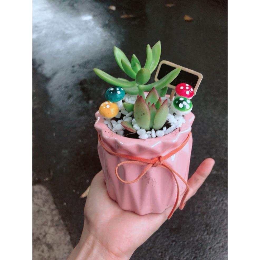 Chậu tiểu cảnh sen đá 1