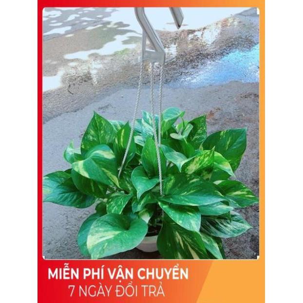 Chậu Trầu Bà Thái Size Đại