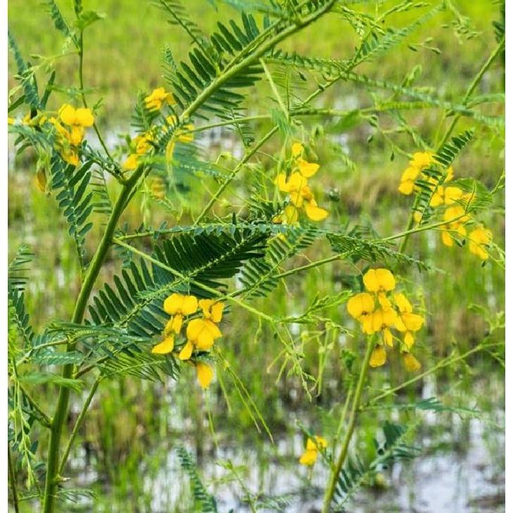 Hạt giống bông điên điển vàng- gói 10 hạt/tặng kèm gói phân bón lót