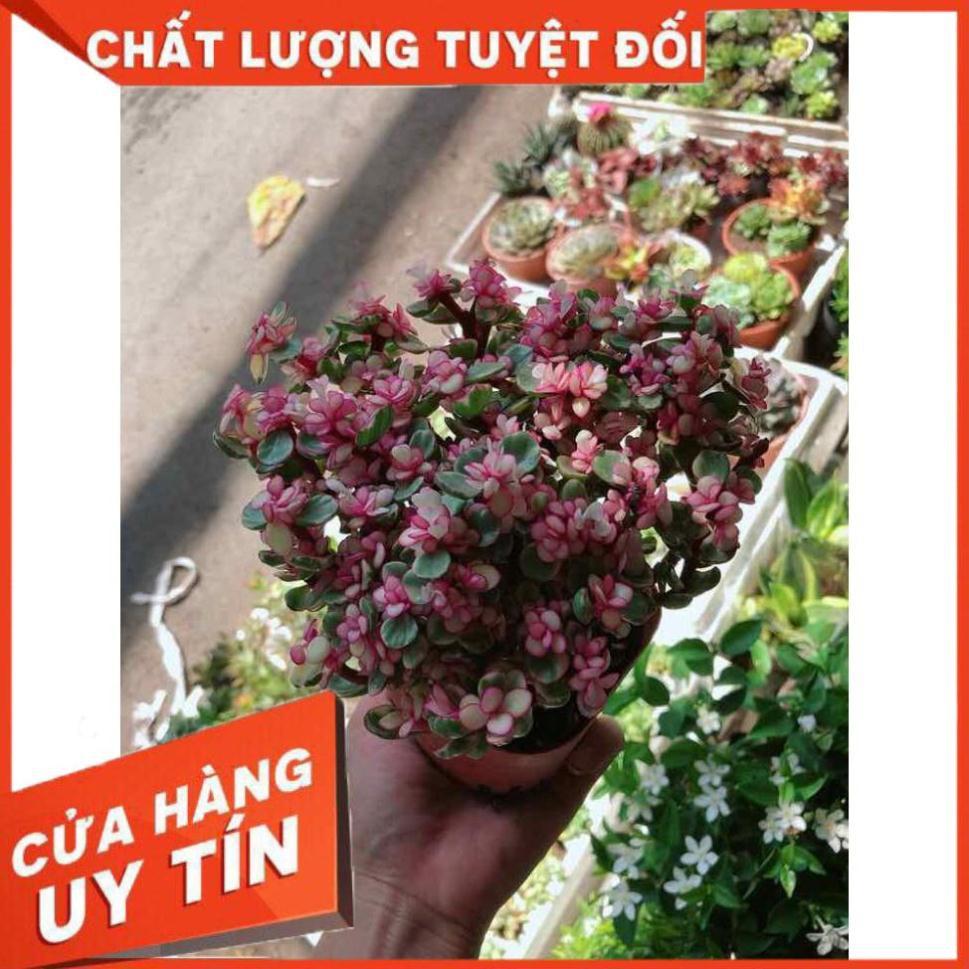 Đô la kiểng Nhiều Người Mua