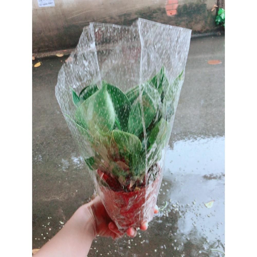 Cây Trầu Bà Cẩm Thạch Hay Trầu Bà Kim Cương Hoặc PHILODENDRON BIRKIN