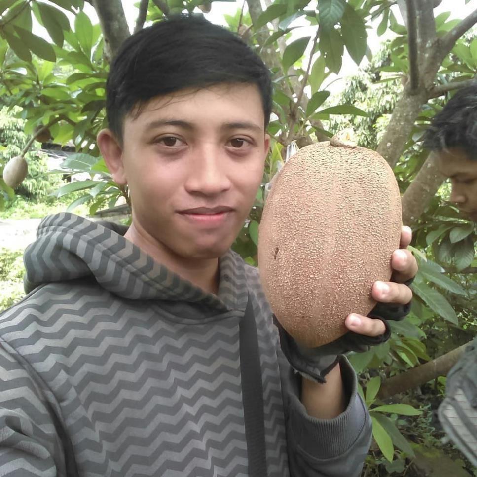 Cây giống hồng xiêm khổng lồ