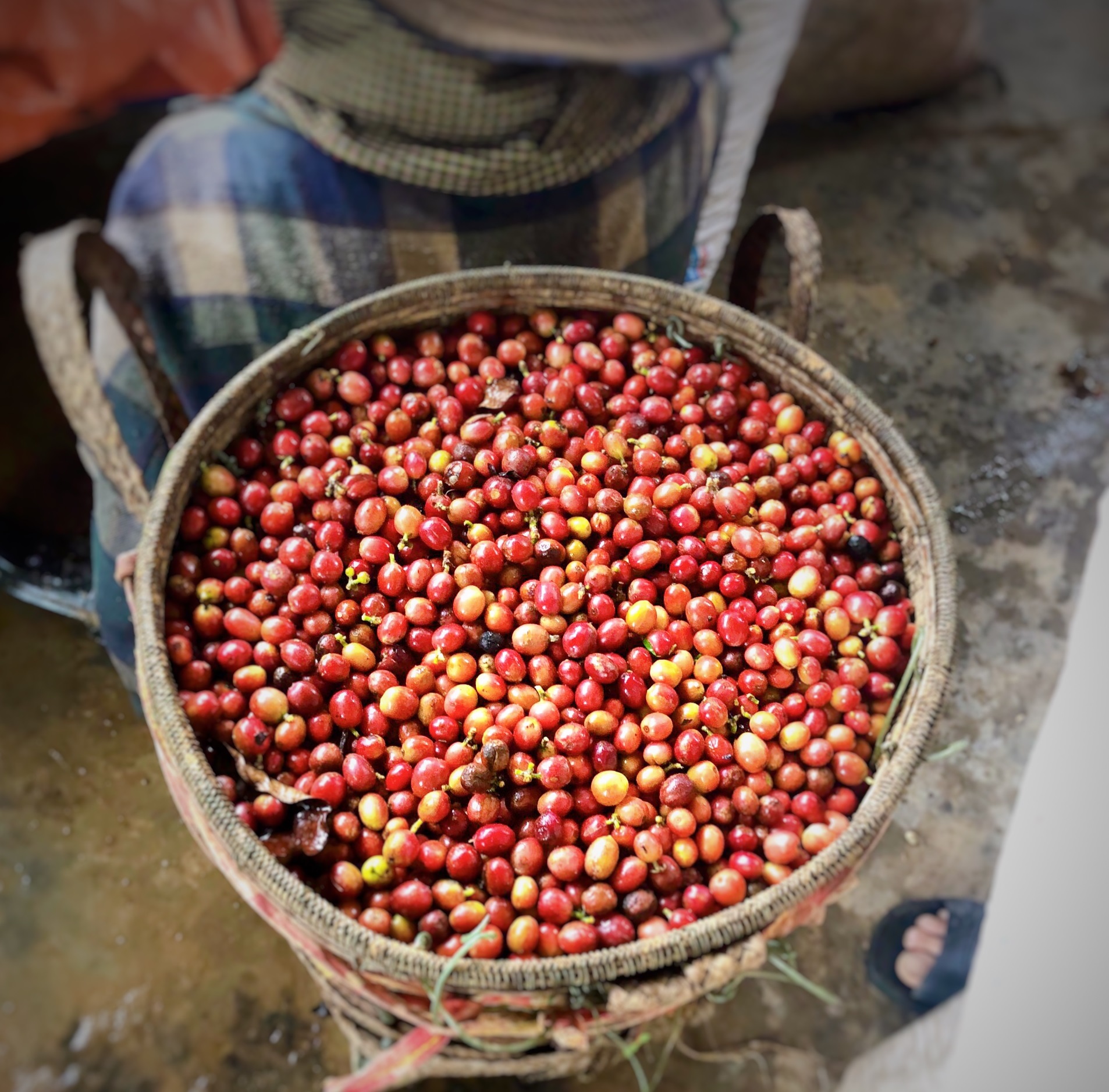 Đặc Sản Huế - Cà phê đặc sản Huế - Arabica A Lưới (chế biến ướt) Greenfields Coffee 250g - Phin - Xay sẵn