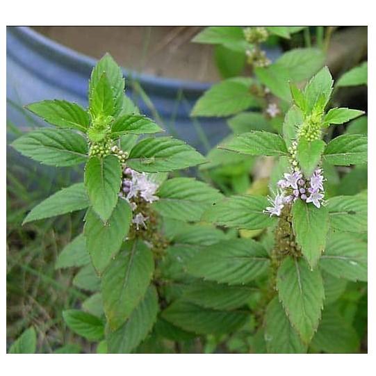 100hạt giống cây bạc hà mint