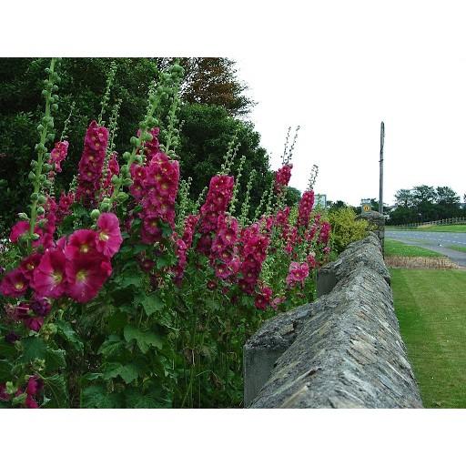Hoa mãn đình hồng kép hỗn hợp - Alcea rose double mixed gói 25hạt
