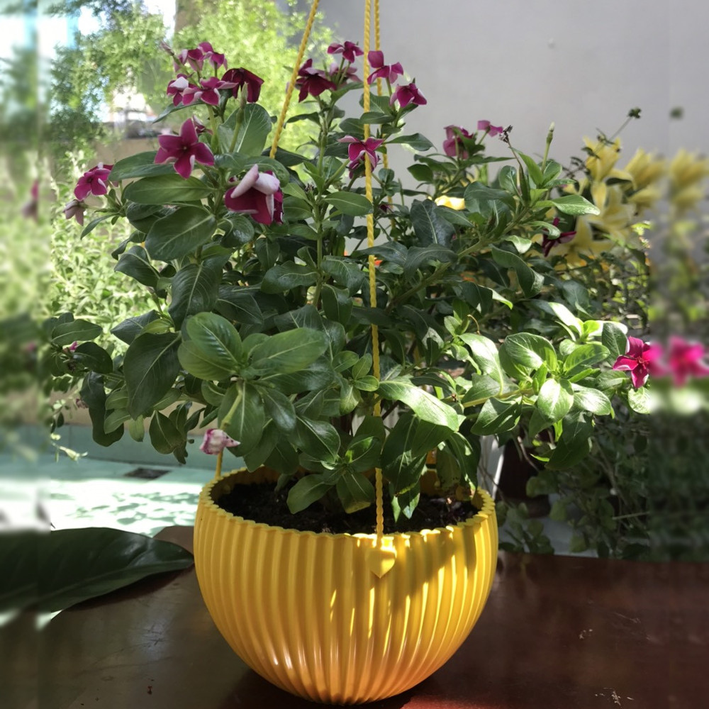 Chậu sọc treo trồng hoa, cây kiểng 20x12cm