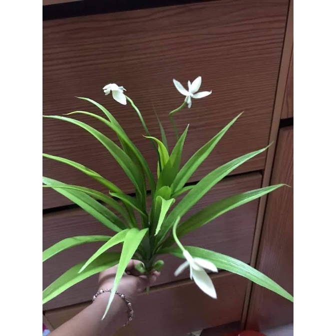 Cụm lá lan giả trang trí- Cụm lá điểm - Cỏ điểm trang trí cao cấp