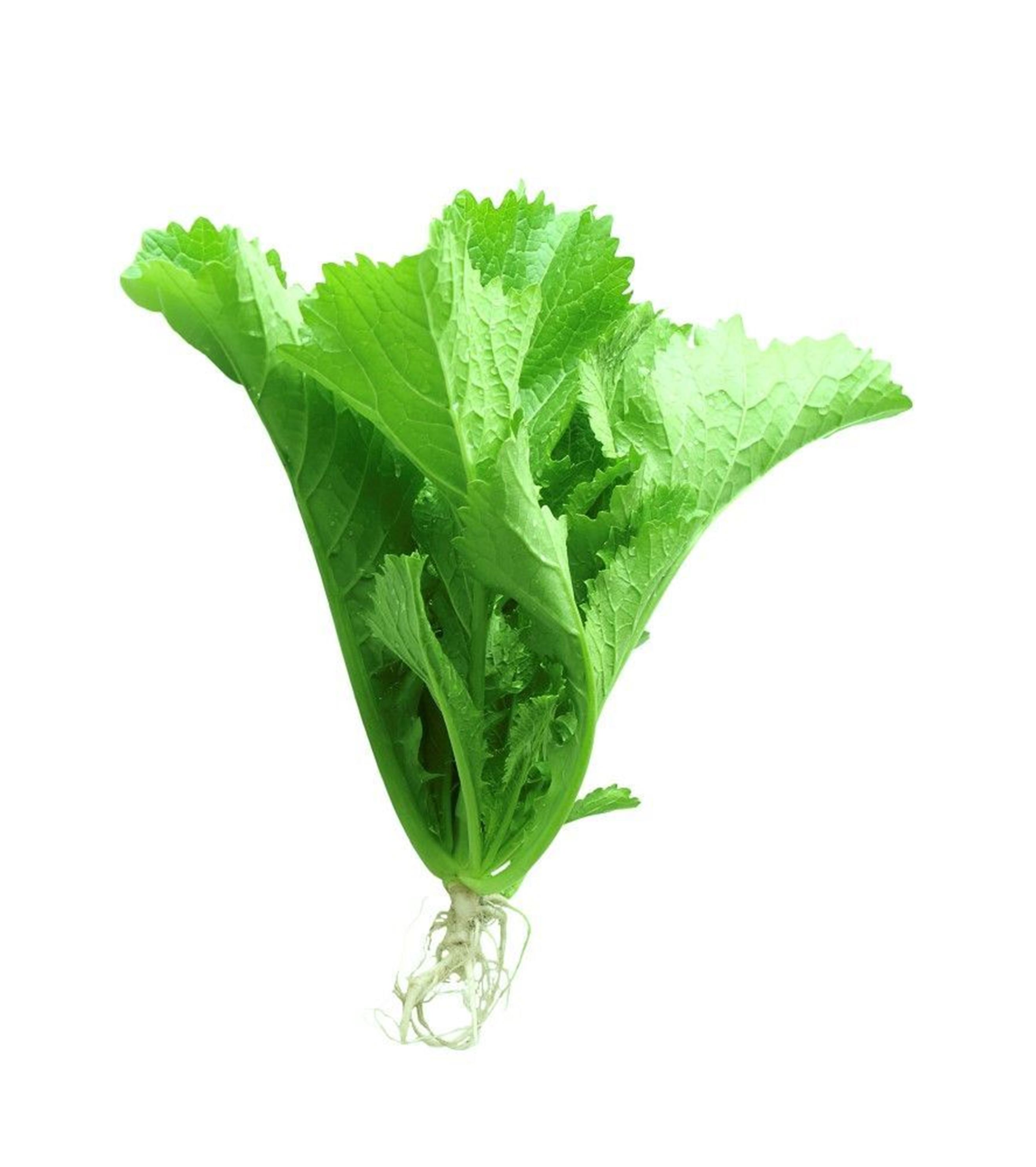 Hạt Giống Cải Bẹ Xanh Gói 50gram Sen Vàng