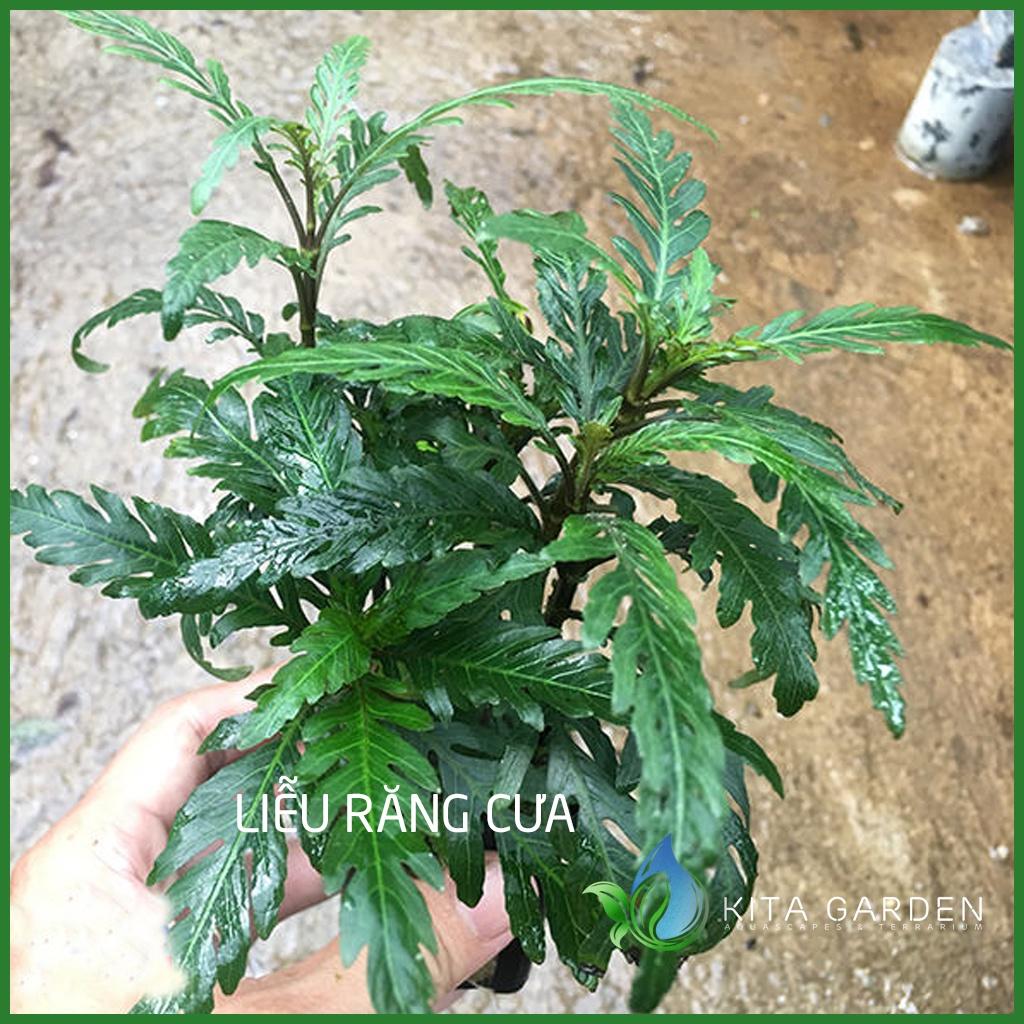 LIỄU RĂNG CƯA ĐỎ LÙN XÒE - CÂY THỦY SINH - CÂY THỦY SINH DỄ TRỒNG
