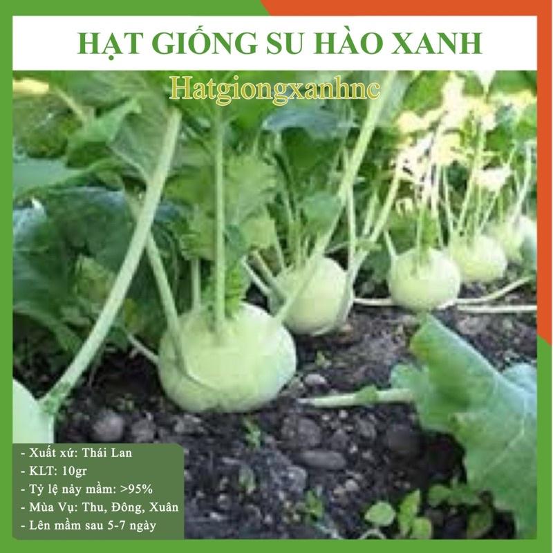 Hat giống xu hào xanh 100 hạt (su hào) - Tỷ lệ này mầm cao