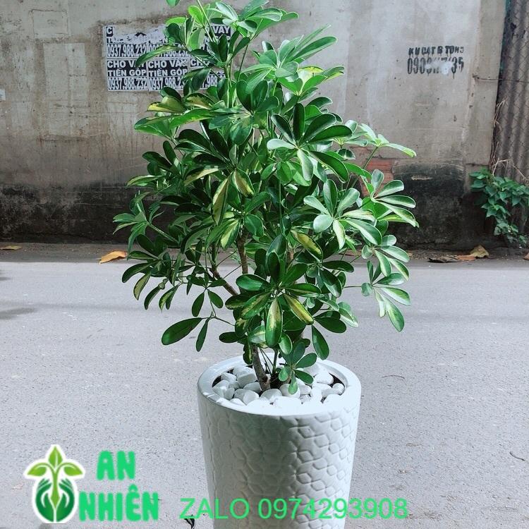 Chậu Cây Ngũ Gia Bì Size Đại