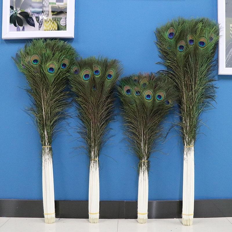 Lông công dài 25-110cm mắt đẹp size vừa, tự nhiên 100% phong thủy tài lộc