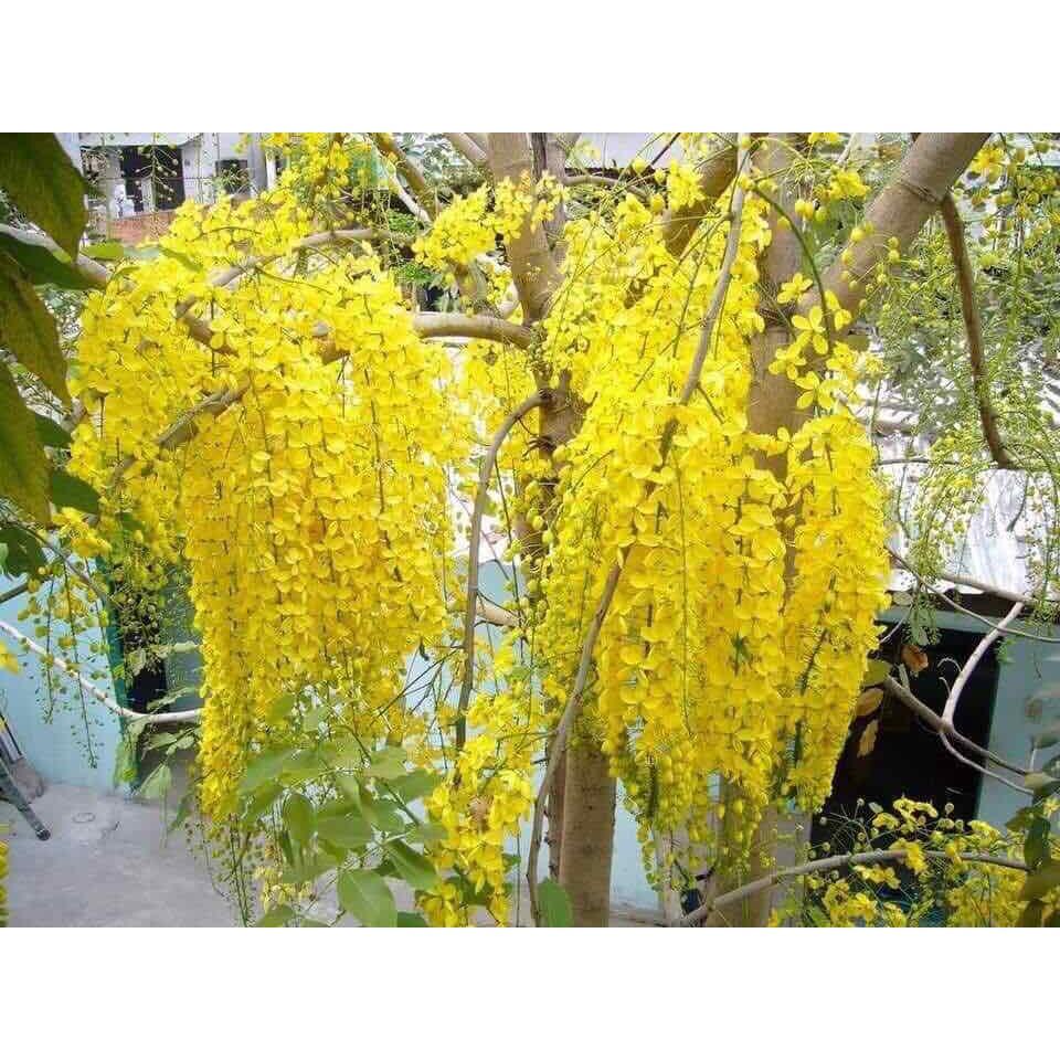 Cây giống muồng hoàng yến
