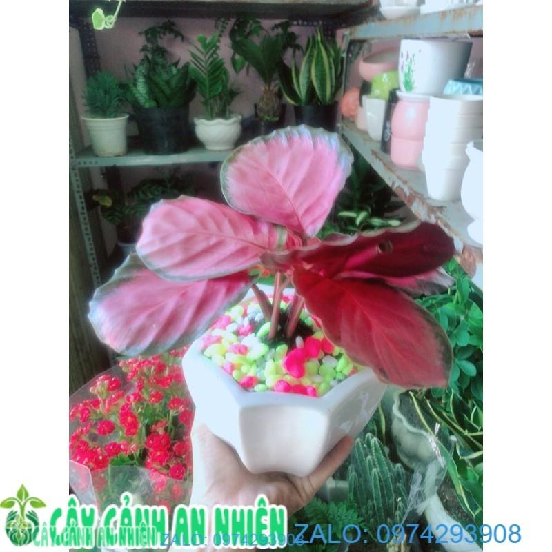 Chậu Đuôi Công Hồng