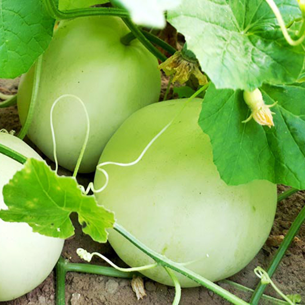 Hạt Giống Cao Sản Dưa Lê SIÊU NGỌT Chất Lượng Cao , Chống Chịu Sâu Bệnh Tốt , Dễ Trồng RQ027