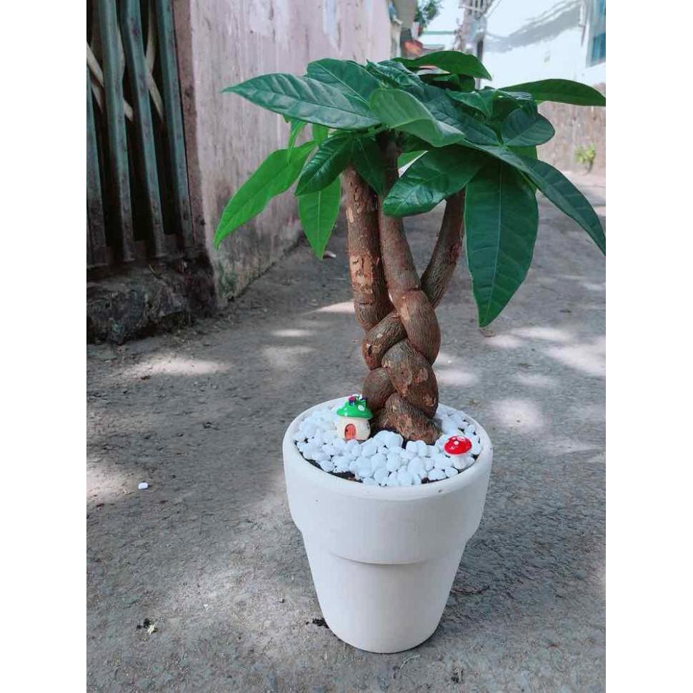 Chậu kim ngân thắt bím 3 thân Bán Chạy