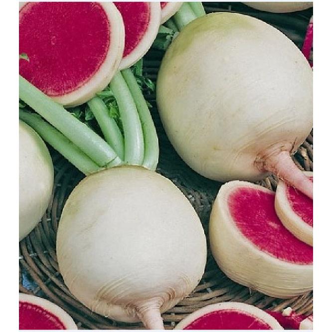 Hạt giống củ cải trắng ruột đỏ-gói 2gram/tặng kèm gói phân bón lót