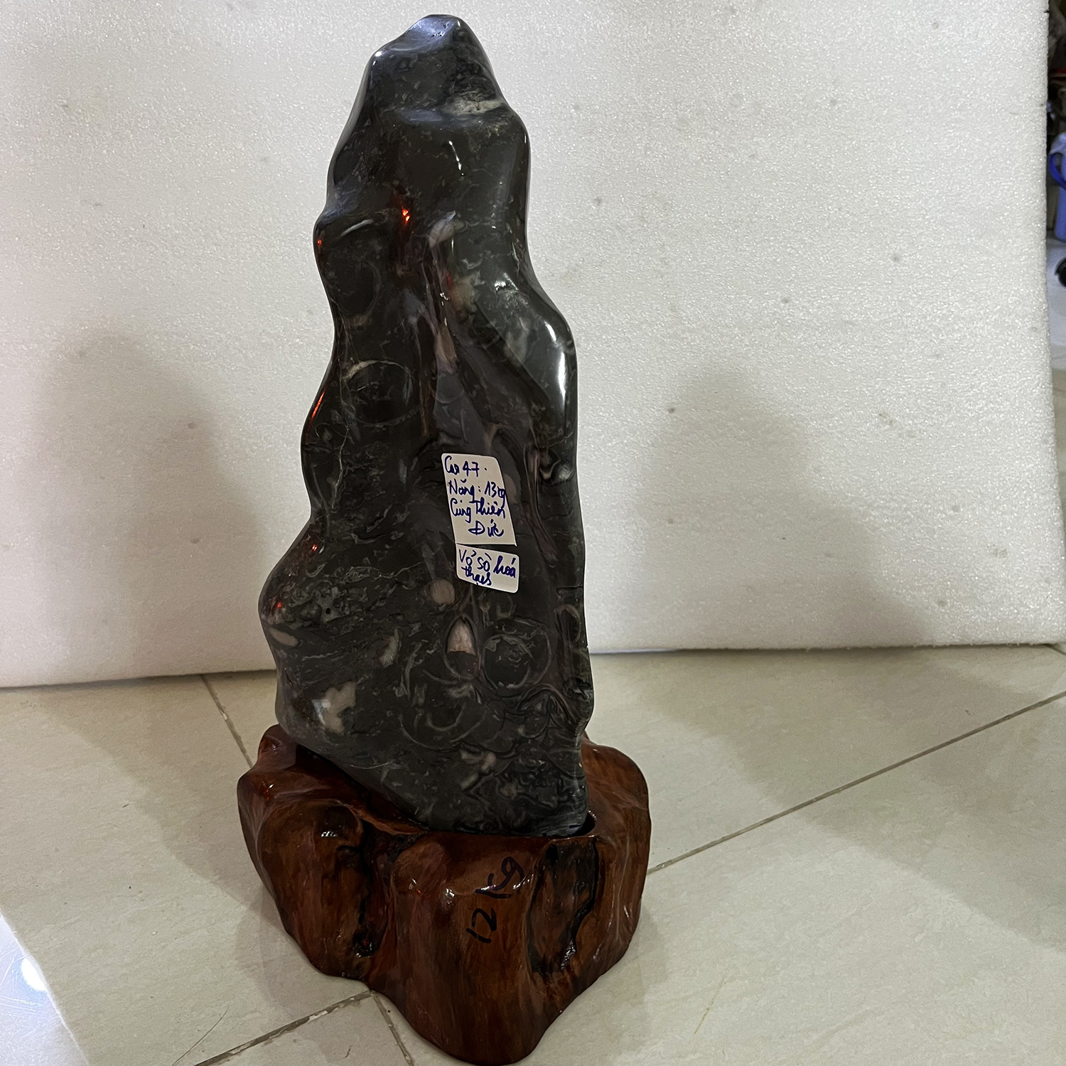 Cây đá tự nhiên VỎ SÒ HÓA THẠCH cho người mệnh Mộc và Thủy cao 47 nặng 13 kg cả chân đế