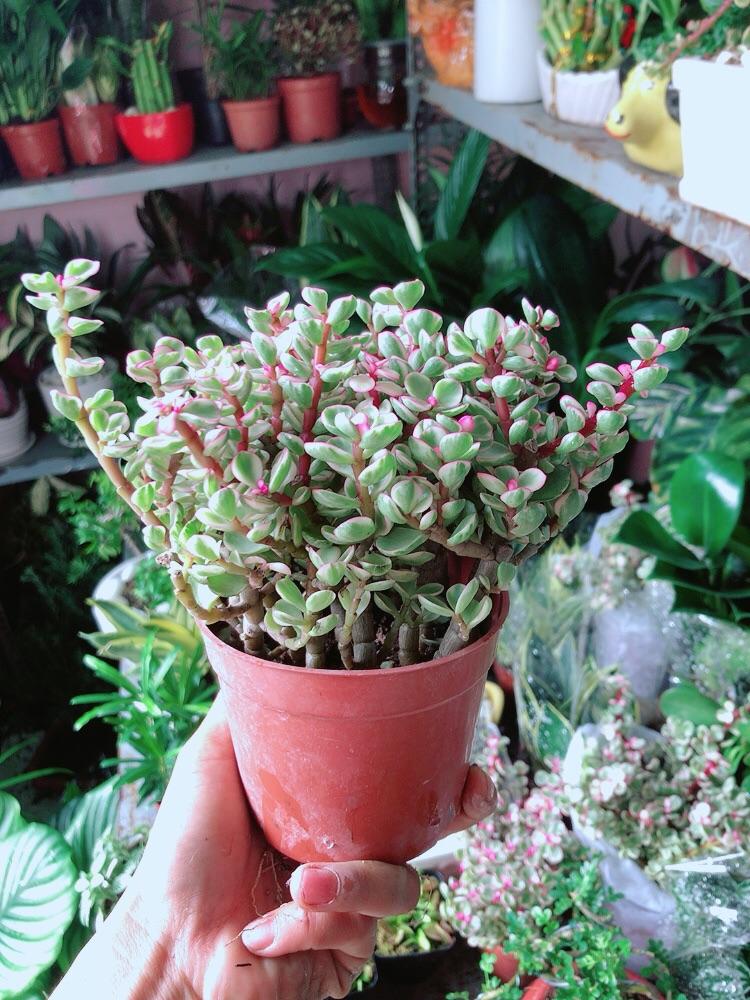 Cây Cành Vàng Lá Ngọc