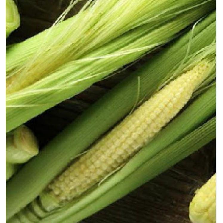 Hạt Giống Ngô Bao Tử - 30 hạt/gói