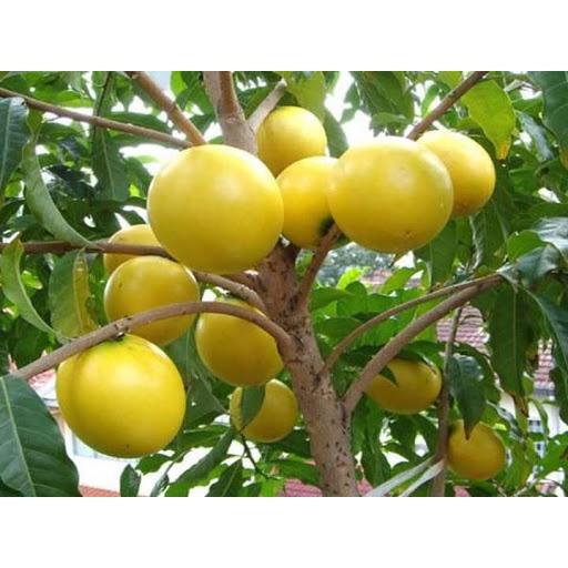 Cây giống Vú Sữa Hoàng Kim bầu to, cây đẹp như hình cao HƠN 1m ạ .