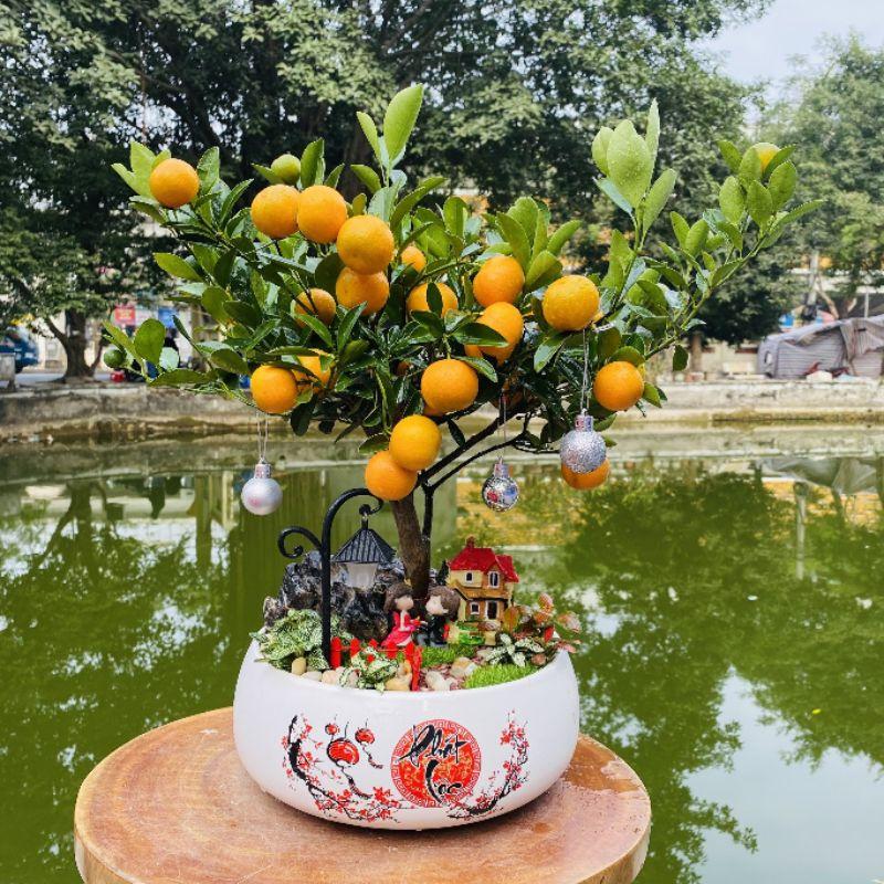 Chậu quất tiểu cảnh tài lộc chưng Tết - cây quất cảnh phối tiểu cảnh tài lộc để bàn