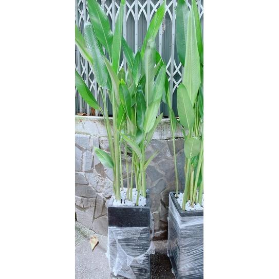Chậu Chuối Mỏ Két Hàng Đẹp