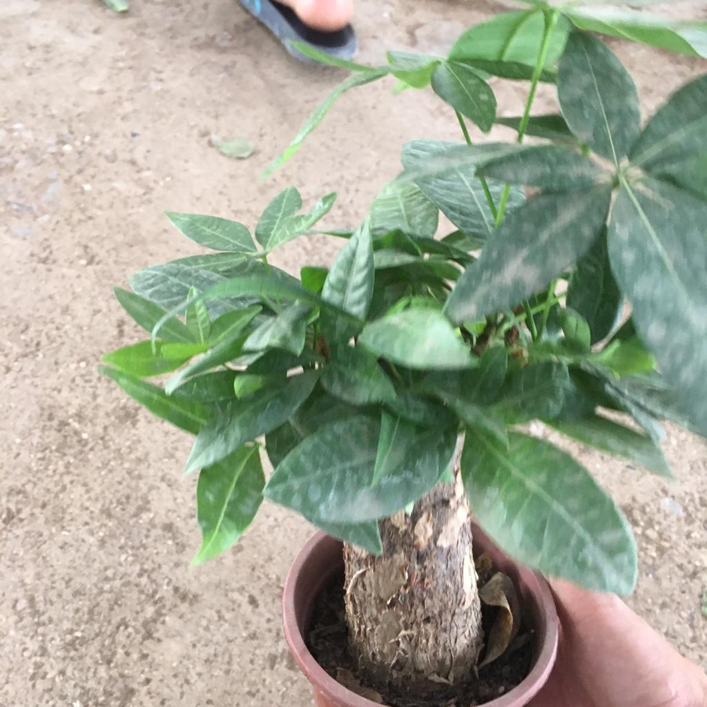Cây Kim Ngân Phong Thủy,Chậu Mini Để Bàn,Trang Trí Decor Phòng Làm Việc