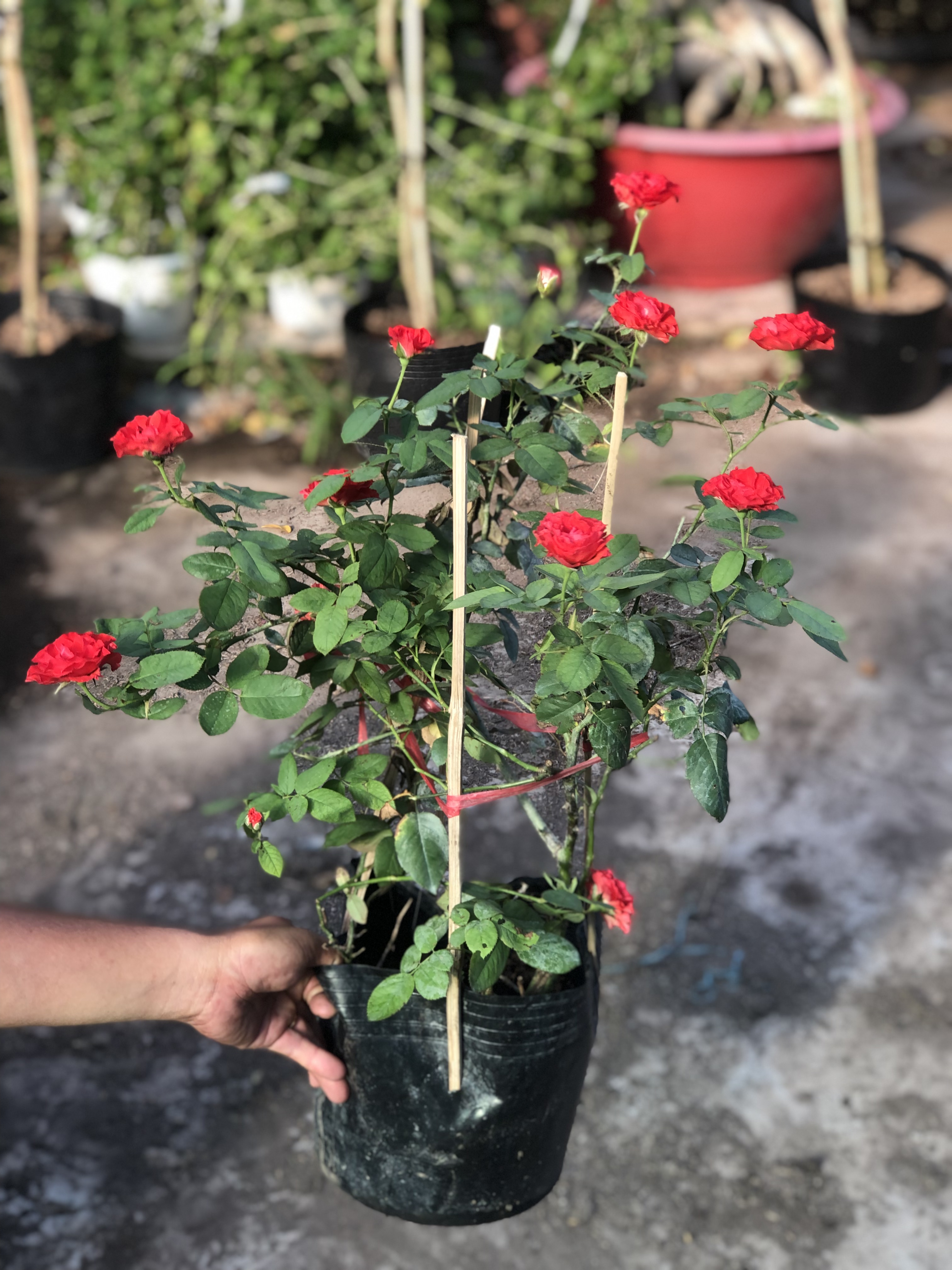 Chậu hoa hồng Pháp size to trồng nơi có nhiều nắng