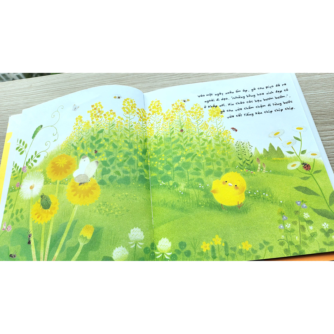 Sách Gà con và hoa hướng dương