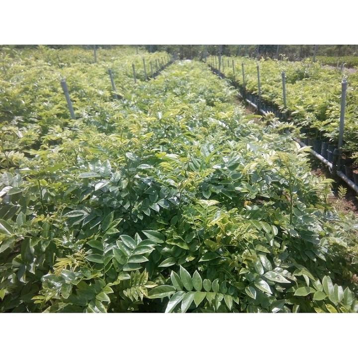 COMBO 2 BẦU CÂY GIỐNG CÂY SƯA ĐỎ