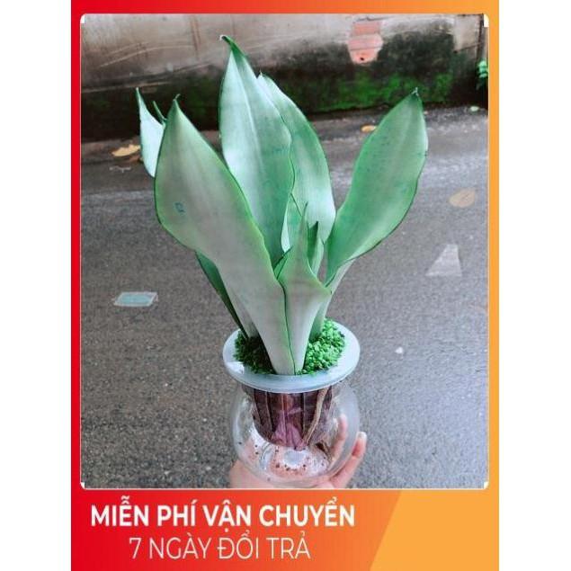 Chậu Lưỡi Hổ Bạc Thuỷ Sinh