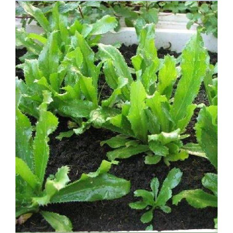 Hạt giống Ngò Gai – Mùi Tàu 2gr/gói