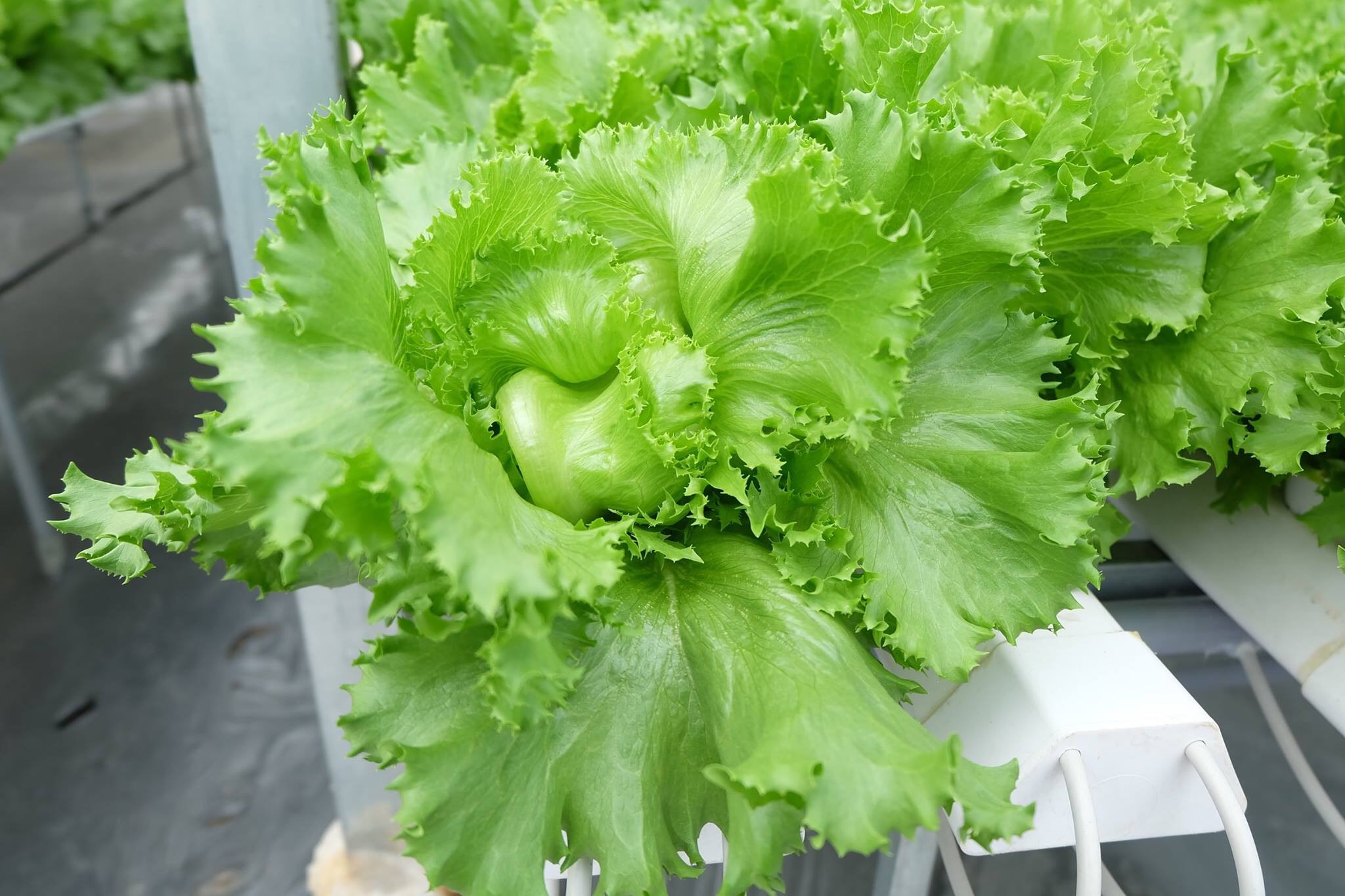 Hạt giống Xà lách Minetto 707